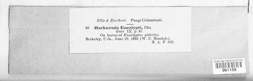 Harknessia eucalypti image